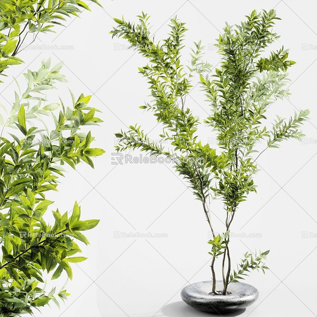 potted plant bonsai green plant desktop green plant zen green plant 3d model