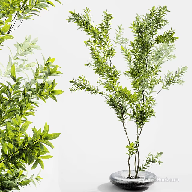 Potted Bonsai Plant With Lush Green Leaves And Various Branch Shapes 3d model 