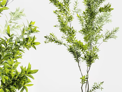 Potted Bonsai Plant With Lush Green Leaves And Various Branch Shapes 3d model