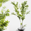 Potted Bonsai Plant With Lush Green Leaves And Various Branch Shapes