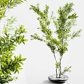 potted plant bonsai green plant desktop green plant zen green plant 3d model