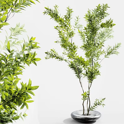 Potted Bonsai Plant With Lush Green Leaves And Various Branch Shapes 3d model