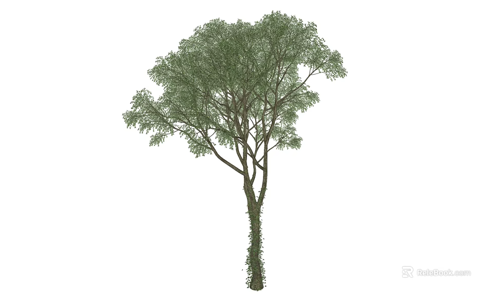 Tall Arbor With Lush Green Foliage And Vines On Trunk 3d model 