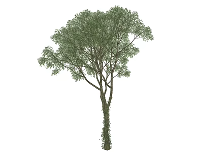 Tall Arbor With Lush Green Foliage And Vines On Trunk 3d model