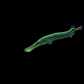 Green Striped Aquatic Animal With Long Snout And Slender Body In Water