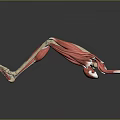 Detailed Human Leg Muscle Anatomy 3D Illustration Showing Muscle And Bone Structure