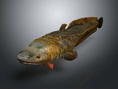 Lungfish With Brown Yellow Striped Long Body And Fins On Gray Background 3d model