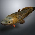 Lungfish With Brown Yellow Striped Long Body And Fins On Gray Background