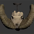 Sheep Skull With Curved Horns Isolated On White Background Showing Natural Features
