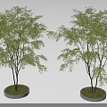 Two Arbor Trees With Lush Green Foliage In Circular Stone Planters 3d model