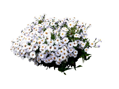 Lush Flowering Shrub With Numerous White Small Flowers And Fresh Green Leaves 3d model
