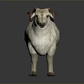 White Wool Sheep With Red Curved Horns Standing On Dark Background 3d model