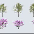 Fresh Green Leaves And Purple Flowering Trees With Lush Foliage And Bright Blooms
