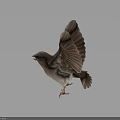 Small Flying Bird With Spread Wings In Various Angles And Natural Poses 3d model