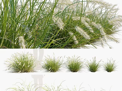 Decorative Green Grass With White Flowers And Different Varieties For Landscaping 3d model