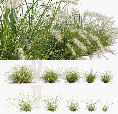 Modern grass plants 3d model Modern grass plants 3d model