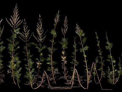 Lush Green Herb Plants With Tall Stems And Fresh Leaves Arranged On Black Background 3d model