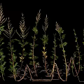 Lush Green Herb Plants With Tall Stems And Fresh Leaves Arranged On Black Background