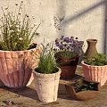 Bonsai Potted Plants In Various Shaped Colorful Pots With Different Green Plants On Wooden Table