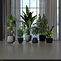 Variety of Indoor Potted Plants in Different Colored Pots Near Window with Natural Light