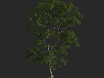 Natural Arbor With Lush Green Leaves And Tall Trunk In Isolated View 3d model