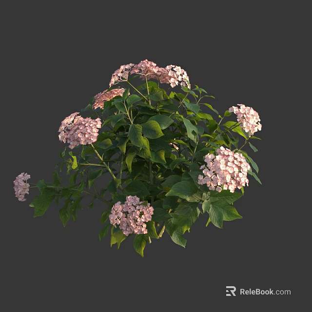 Hydrangea Plant With Pink Flower Clusters And Green Leaves In Full Bloom 3d model 