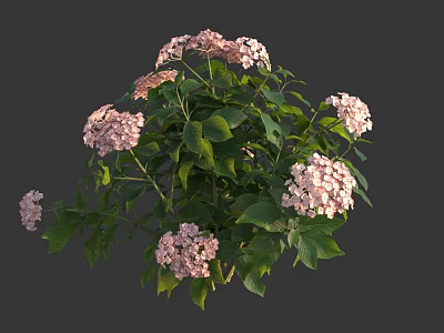 Hydrangea Plant With Pink Flower Clusters And Green Leaves In Full Bloom 3d model