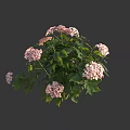Hydrangea Plant With Pink Flower Clusters And Green Leaves In Full Bloom