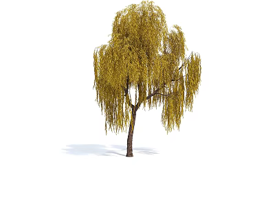 Tall Weeping Willow Tree With Yellow Drooping Branches Brown Trunk And Shadow 3d model