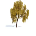 Tall Weeping Willow Tree With Yellow Drooping Branches Brown Trunk And Shadow