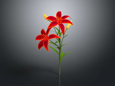 Red Lily With Two Blooming Flowers Two Buds Green Stem And Leaves On Gray Background 3d model