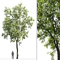 Modern Trees 3d model