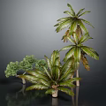 Lush Green Palm Trees And Various Tropical Plants With Vibrant Leaves