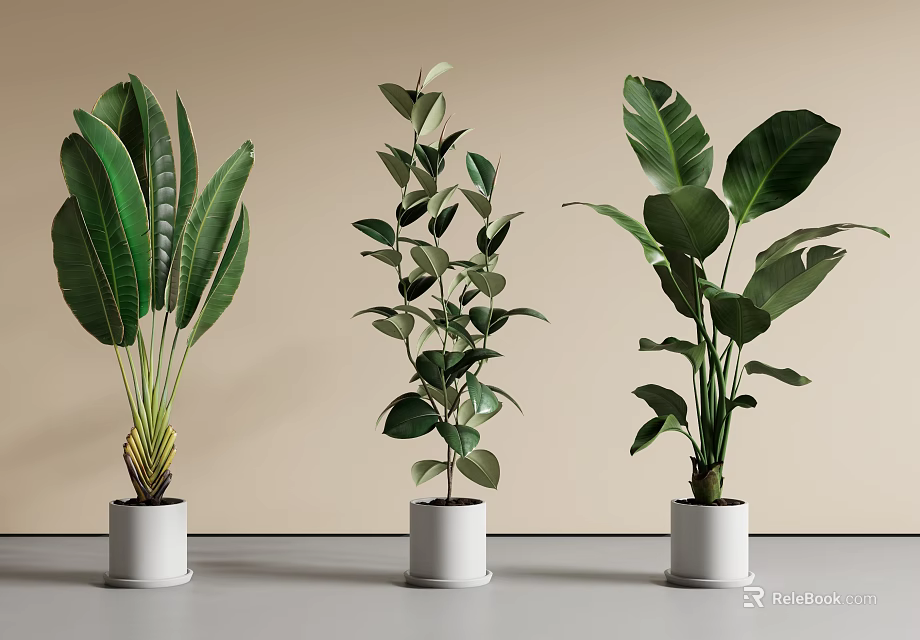 Three Different Potted Plants in White Pots on Gray Floor with Light Wall Background 3d model 