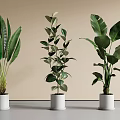 Three Different Potted Plants in White Pots on Gray Floor with Light Wall Background