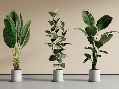 Three Different Potted Plants in White Pots on Gray Floor with Light Wall Background 3d model