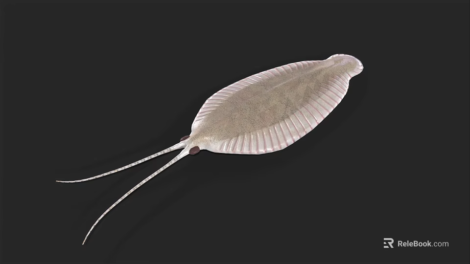 Aquatic Animal With Flat Body Fan Shaped Shell And Long Tail Spine On Dark Background 3d model 