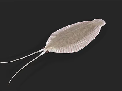 Aquatic Animal With Flat Body Fan Shaped Shell And Long Tail Spine On Dark Background 3d model