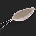 Aquatic Animal With Flat Body Fan Shaped Shell And Long Tail Spine On Dark Background