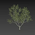 Healthy Arbor With Green Foliage And Sturdy Trunk On Black Background