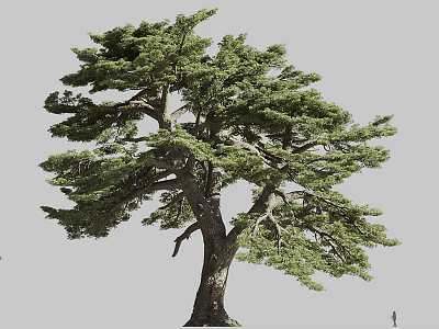 Tall Pine Tree With Thick Trunk And Lush Green Branches Standing Majestically 3d model