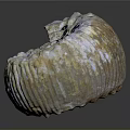 Carved Shell Shaped Sculpture With Engraved Text K30177 PRIMROSE And Textured Surface