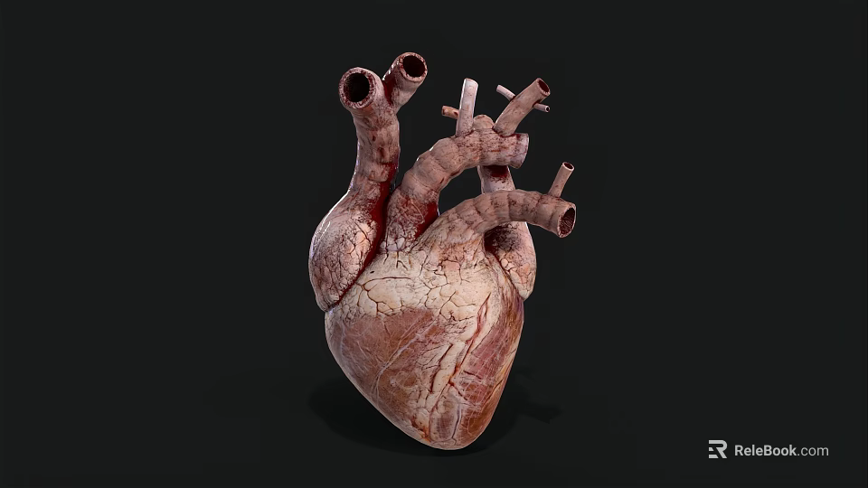 Human Heart Anatomical Structure With Blood Vessels 3D Model Detailed View 3d model 