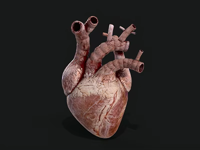 Human Heart Anatomical Structure With Blood Vessels 3D Model Detailed View 3d model