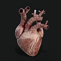 Human Heart Anatomical Structure With Blood Vessels 3D Model Detailed View