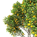 Lush Fruit Tree With Vibrant Green Leaves Yellow Fruits And Sturdy Brown Trunk