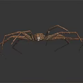 Large Brown Spider With Long Slender Legs On Dark Surface Detailed Body Structure And Texture