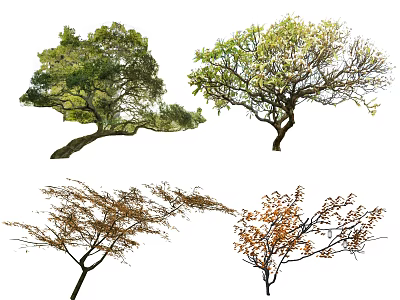 Various Ornamental Trees With Lush Green Foliage Graceful Branches And Colorful Leaves 3d model