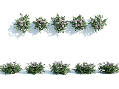 Green Leafy Shrubs With Purple Flowers Arranged In Rows For Landscaping 3d model