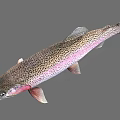 Vibrant Rainbow Trout Aquatic Animal With Colorful Scales Red Throat And Open Mouth